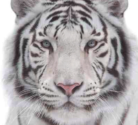Femme-Tigre3.gif